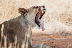 Nitro-Safaris-Kgalagadi-Day1