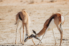 Nitro-Safaris-Kgalagadi-Day3