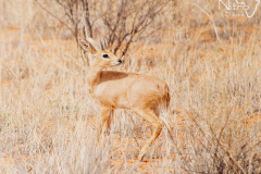 Nitro-Safaris-Kgalagadi-Day5