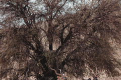 Nitro-Safaris-Kgalagadi-Day9